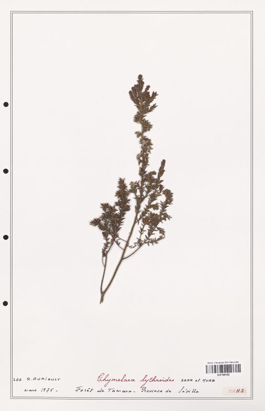 Thymelaea lythroides  (Thymelaeceae)