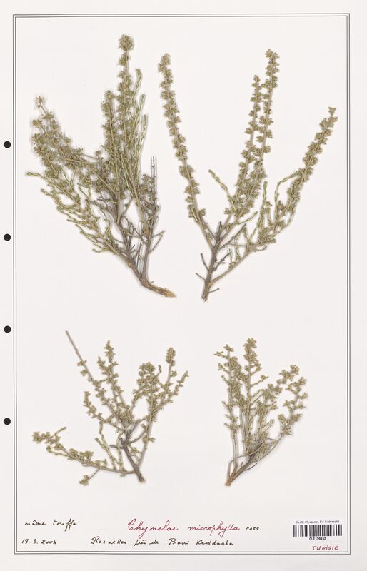 Thymelaea microphylla  (Thymelaeceae)