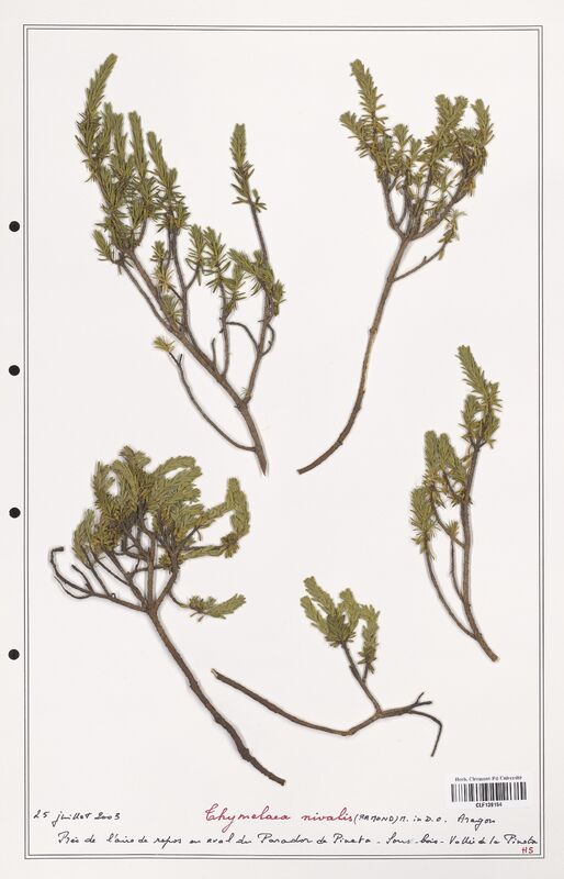 Thymelaea nivalis  (Thymelaeceae)