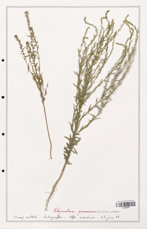 Thymelaea passerina  (Thymelaeceae)