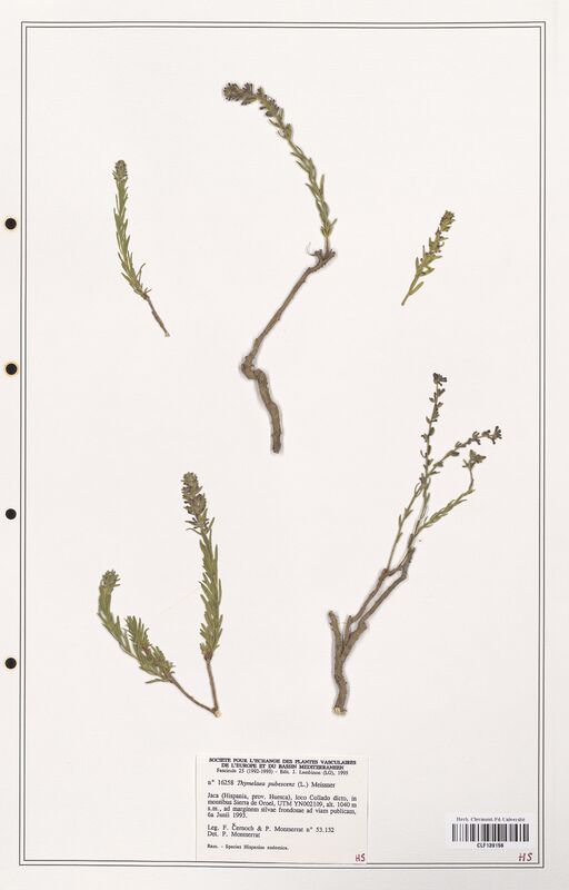 Thymelaea pubescens  (Thymelaeceae)