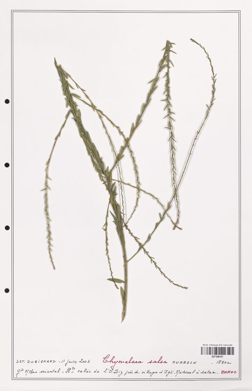 Thymelaea salsa  (Thymelaeceae)