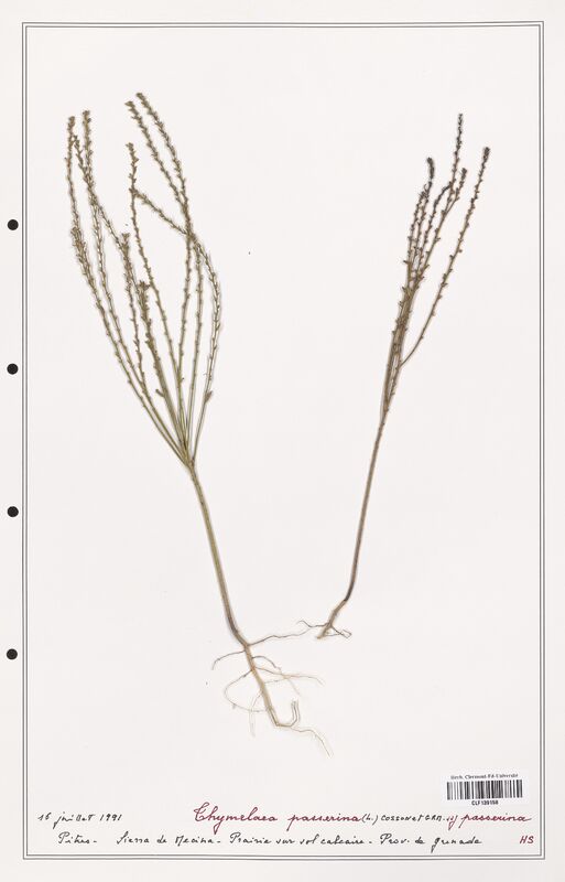 Thymelaea passerina  (Thymelaeceae)