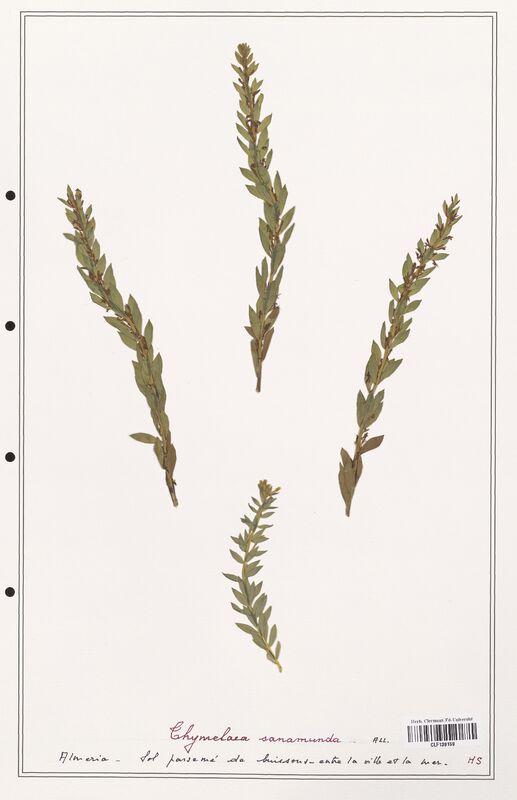 Thymelaea sanamunda  (Thymelaeceae)