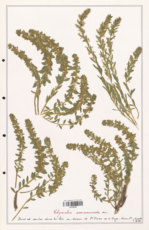 Thymelaea sanamunda  (Thymelaeceae)