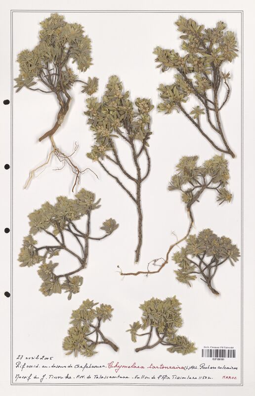 Thymelaea tartonraira  (Thymelaeceae)
