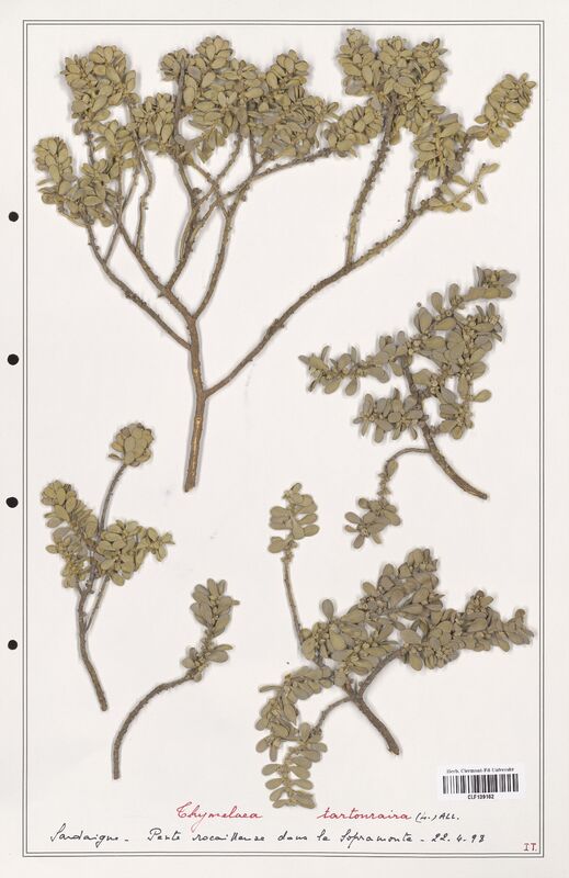 Thymelaea tartonraira  (Thymelaeceae)