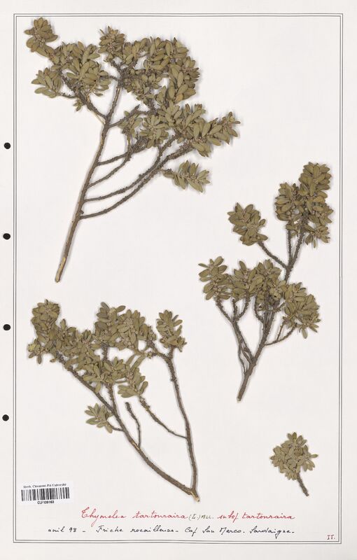 Thymelaea tartonraira  (Thymelaeceae)