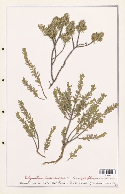 Thymelaea tartonraira  (Thymelaeceae)