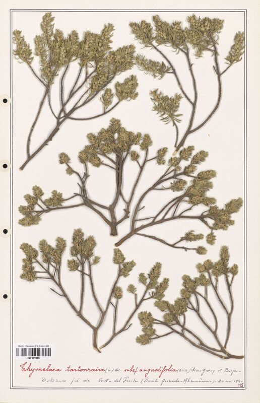 Thymelaea tartonraira  (Thymelaeceae)