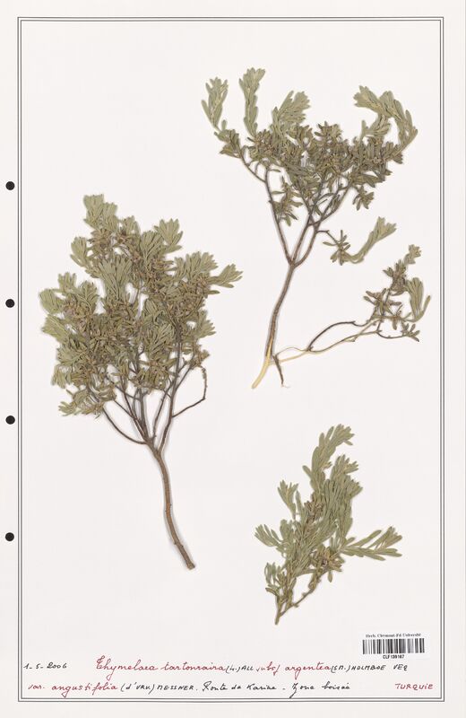 Thymelaea tartonraira  (Thymelaeceae)