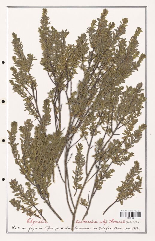 Thymelaea tartonraira  (Thymelaeceae)