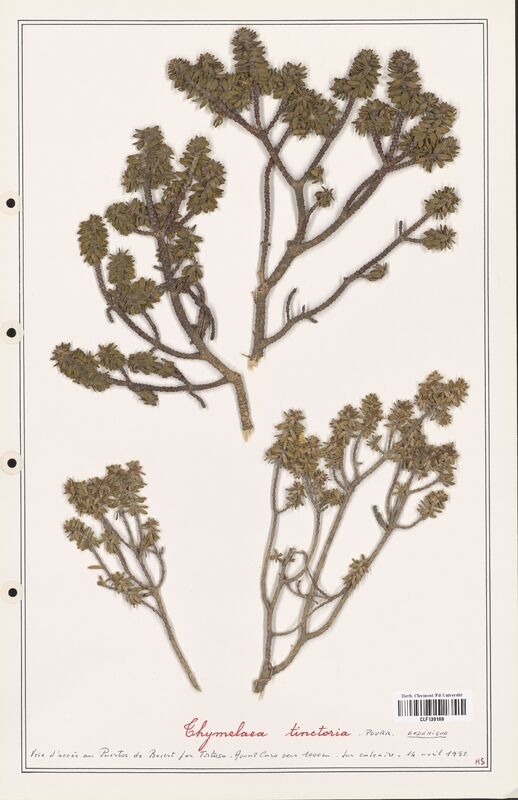 Thymelaea tinctoria  (Thymelaeceae)