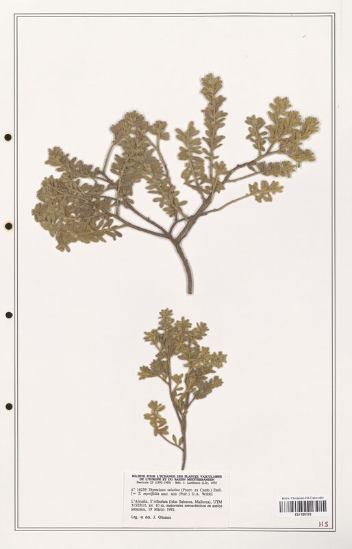 Thymelaea velutina  (Thymelaeceae)