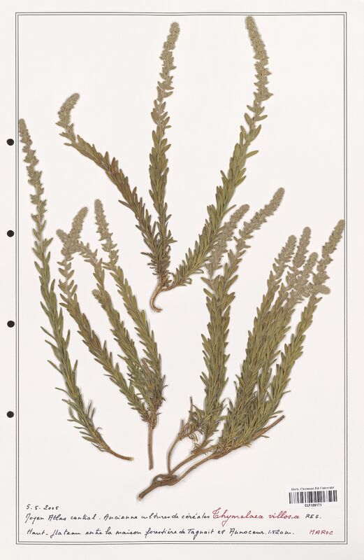 Thymelaea villosa  (Thymelaeceae)