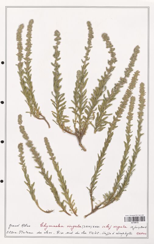 Thymelaea virgata  (Thymelaeceae)