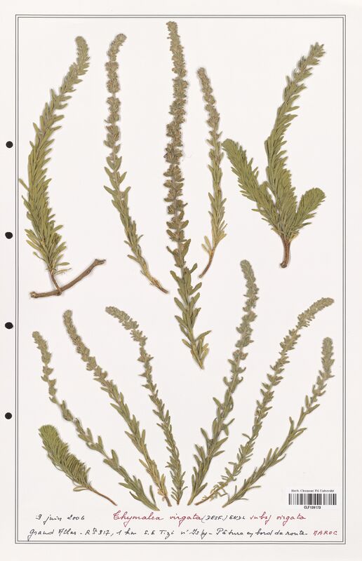 Thymelaea virgata  (Thymelaeceae)