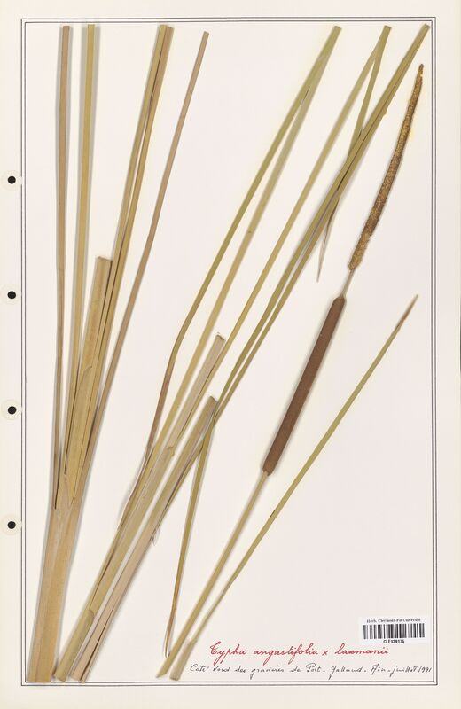 Typha angustifolia  (Typhaceae)