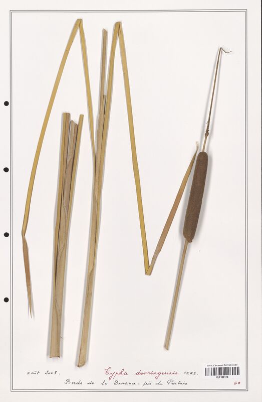Typha domingensis  (Typhaceae)