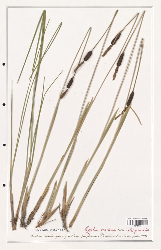 Typha minima  (Typhaceae)