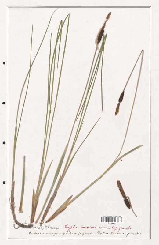 Typha minima  (Typhaceae)