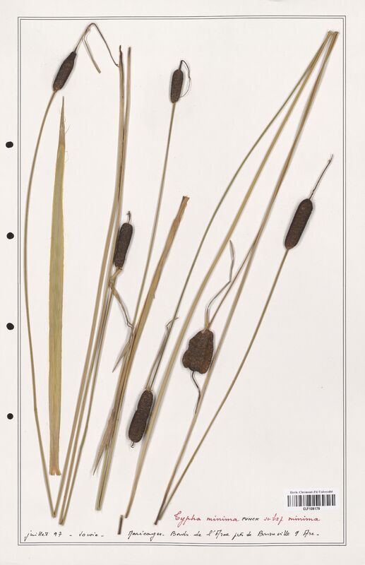 Typha minima  (Typhaceae)