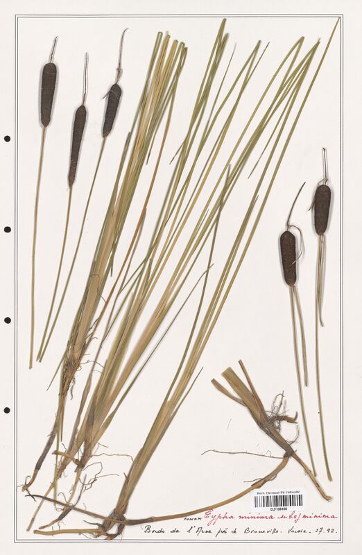 Typha minima  (Typhaceae)