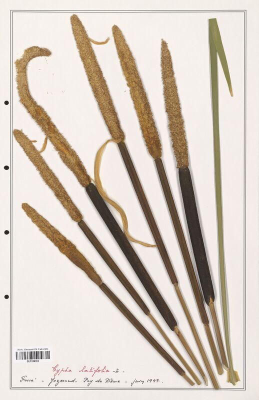 Typha latifolia  (Typhaceae)