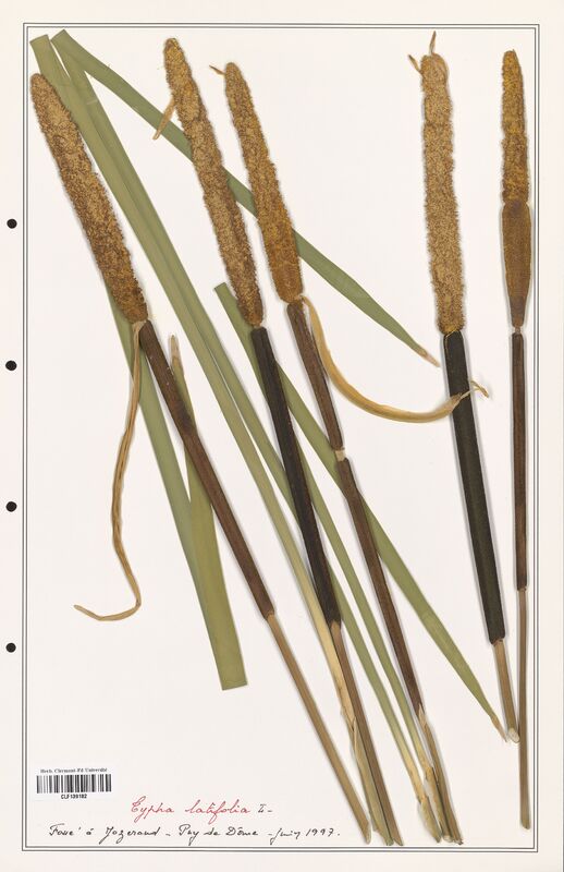 Typha latifolia  (Typhaceae)