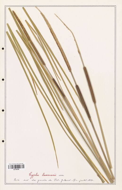 Typha laxmannii  (Typhaceae)