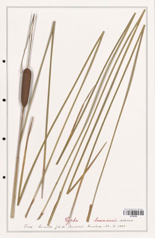 Typha laxmannii  (Typhaceae)