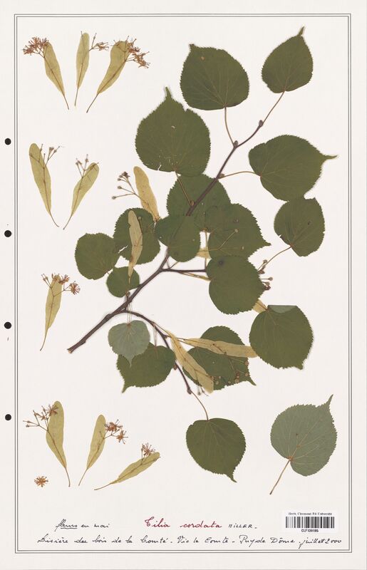 Tilia cordata  (Malvaceae)