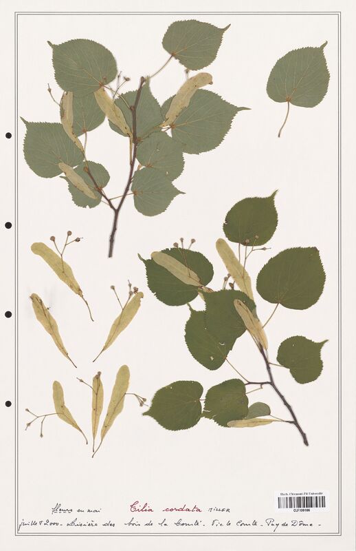Tilia cordata  (Malvaceae)