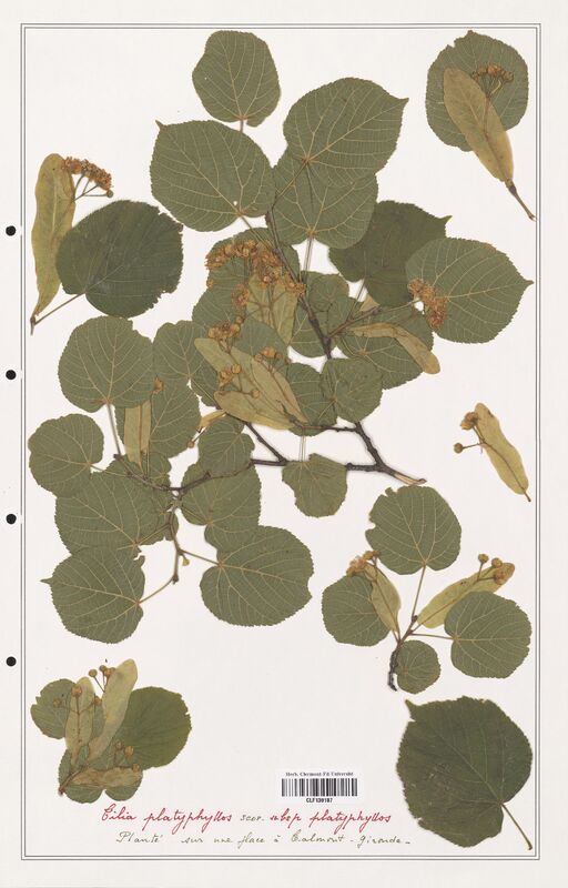 Tilia platyphyllos  (Malvaceae)