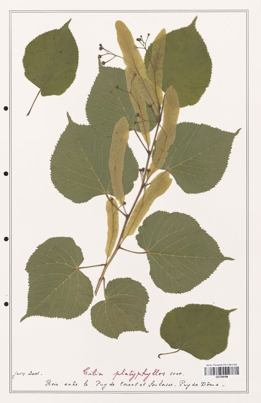 Tilia platyphyllos  (Malvaceae)