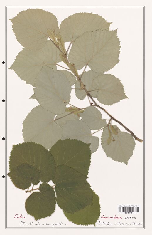 Tilia tomentosa  (Malvaceae)