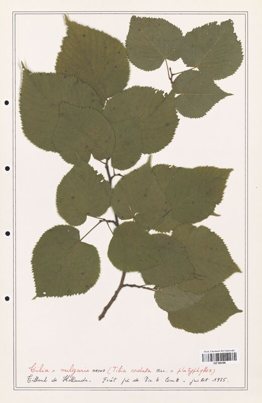 Tilia vulgaris  (Malvaceae)