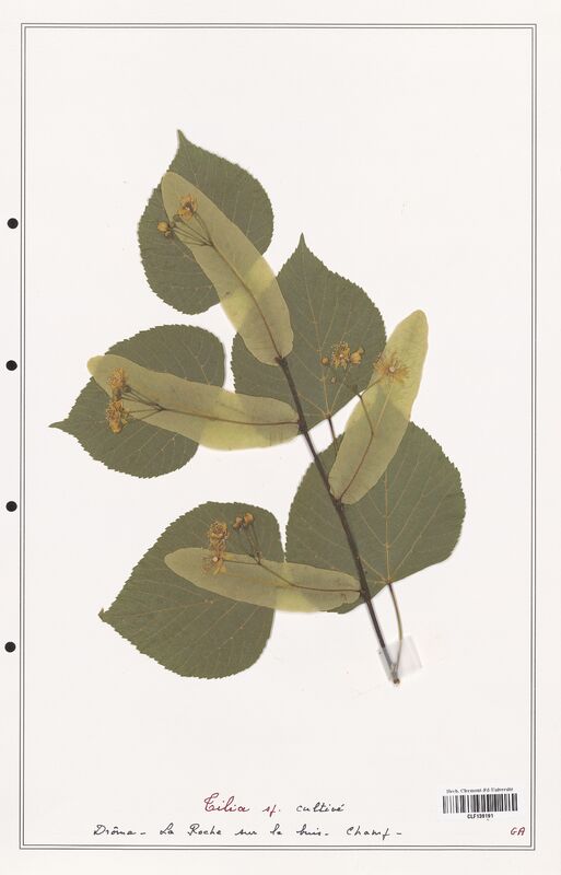 Tilia sp  (Malvaceae)
