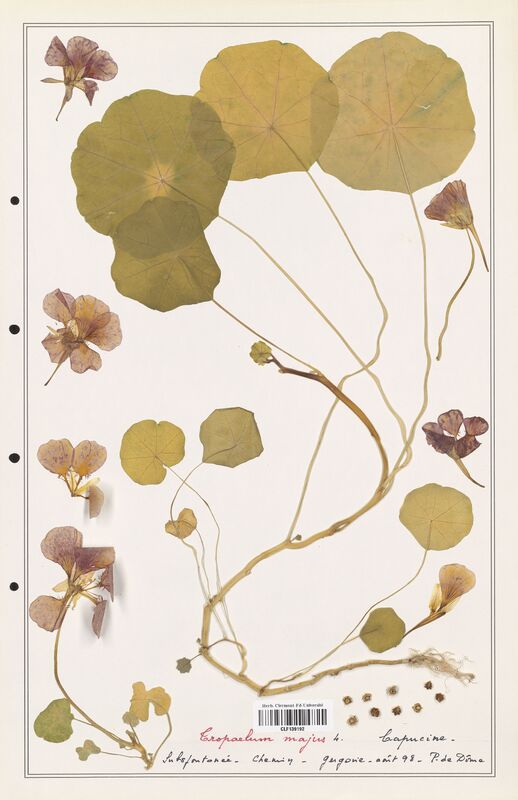 Tropaelum majus  (Tropaeolaceae)