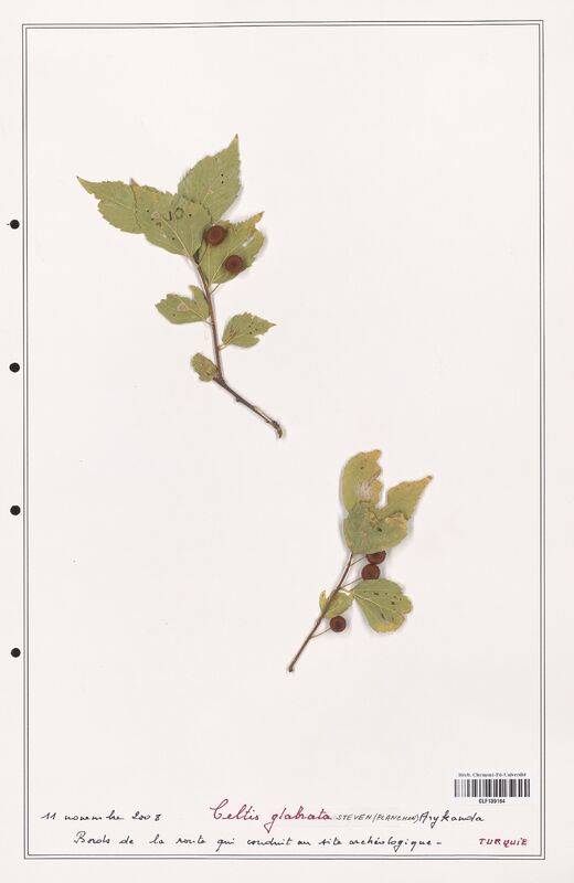 Celtis glabrata  (Cannabaceae)