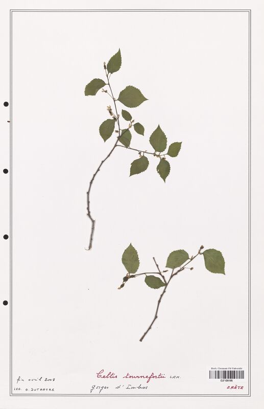 Celtis tournefortii  (Cannabaceae)