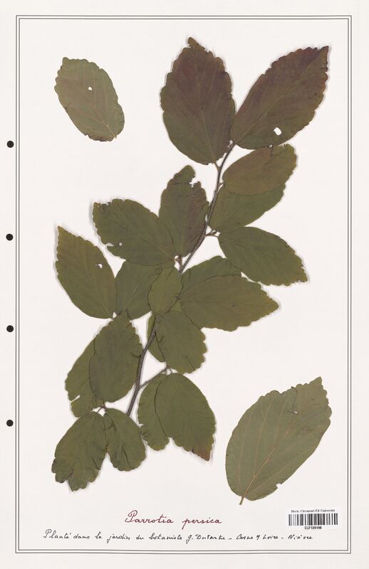 Parrotia perssica  (Hamamelidaceae)