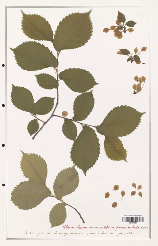 Ulmus laevis  (Ulmaceae)