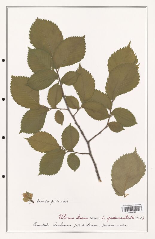Ulmus laevis  (Ulmaceae)
