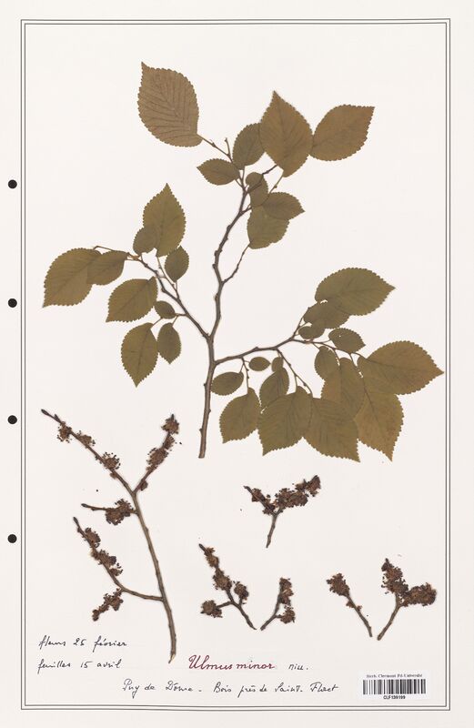 Ulmus minor  (Ulmaceae)