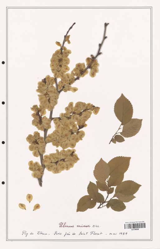 Ulmus minor  (Ulmaceae)