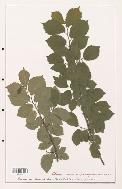 Ulmus minor  (Ulmaceae)