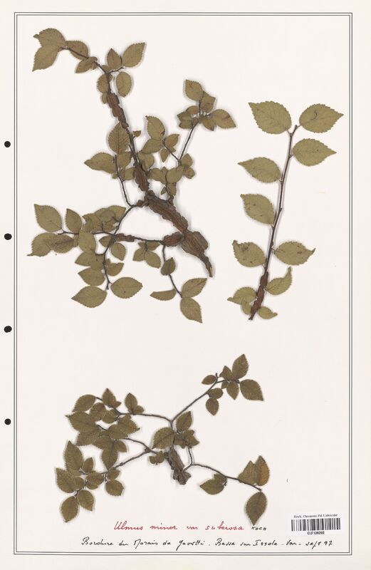 Ulmus minor  (Ulmaceae)