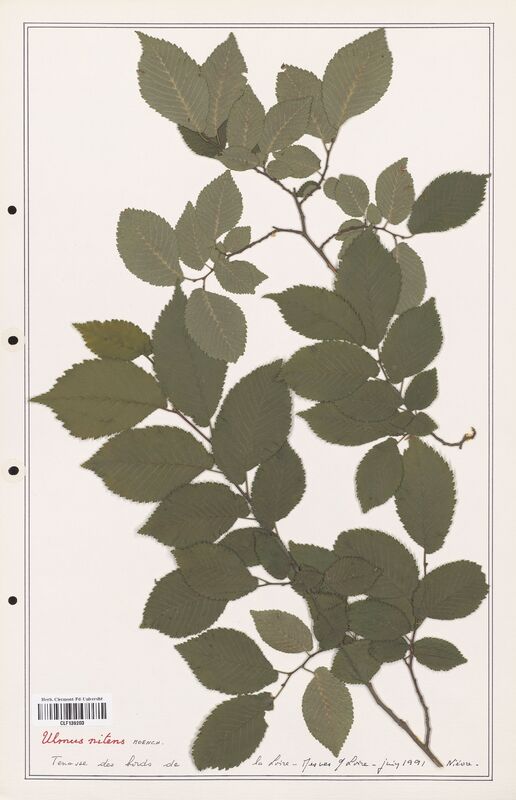 Ulmus nitens  (Ulmaceae)
