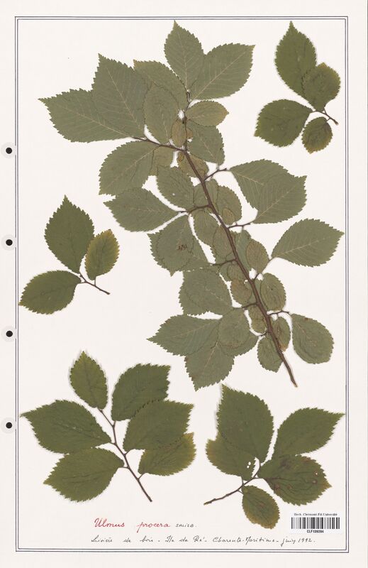 Ulmus procera  (Ulmaceae)